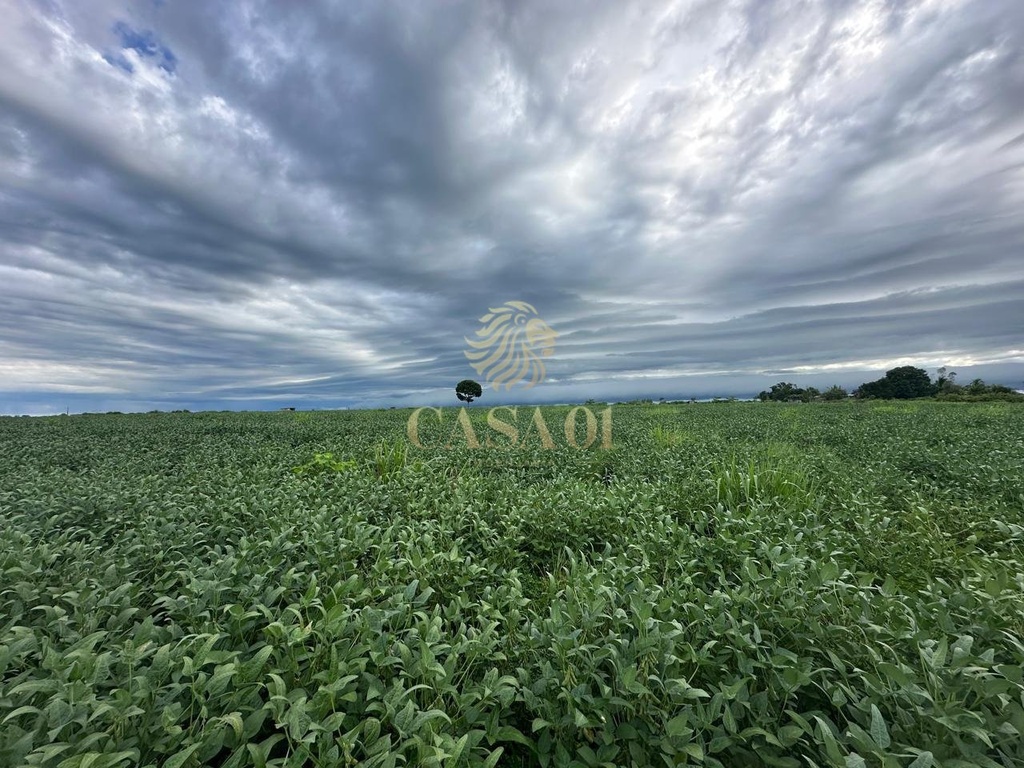 commercial-/-agricultural-area-rural-seringueiras-ro