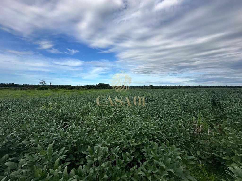 commercial-/-agricultural-area-rural-seringueiras-ro