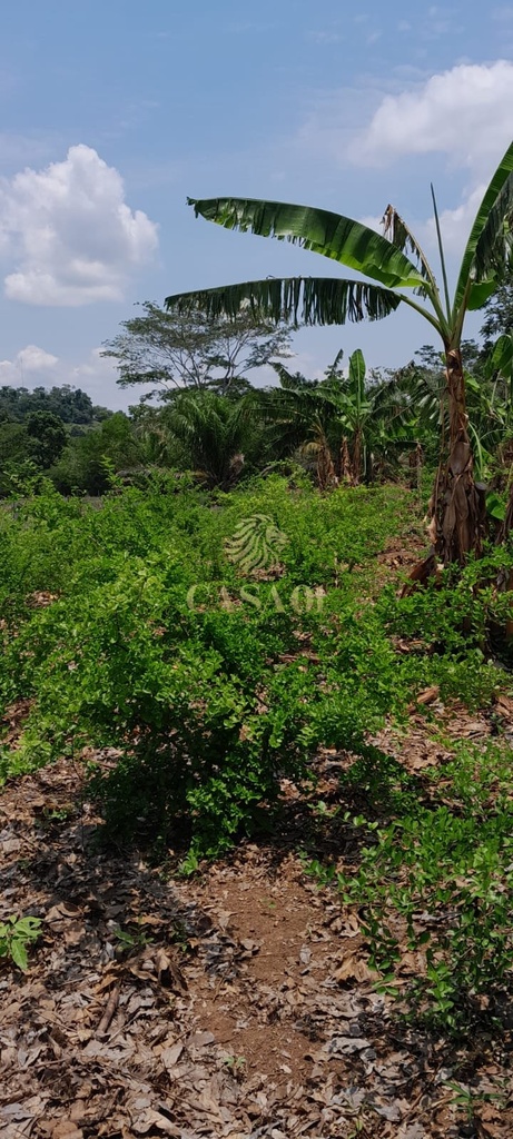 commercial-/-agricultural-5000m2-area-rural-cacoal-ro