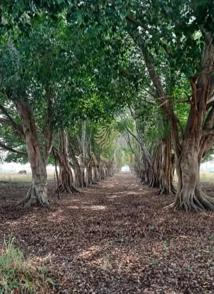 commercial-/-agricultural-6-quartos-area-rural-ji-parana-ro
