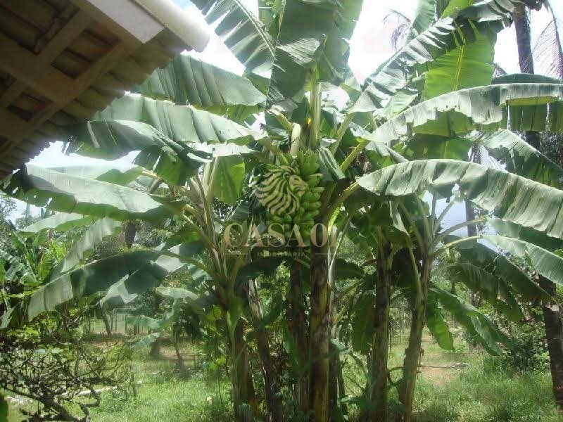 commercial-/-agricultural-6-quartos-area-rural-ji-parana-ro