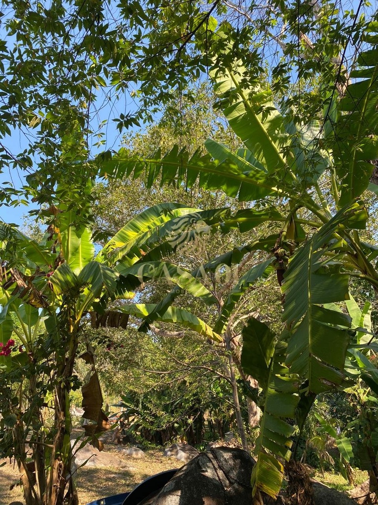 commercial-/-agricultural-1-quartos-area-rural-cacoal-ro