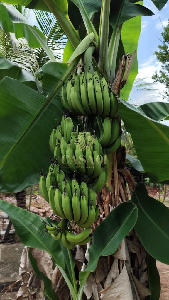 commercial-/-agricultural-area-rural-cacoal-ro