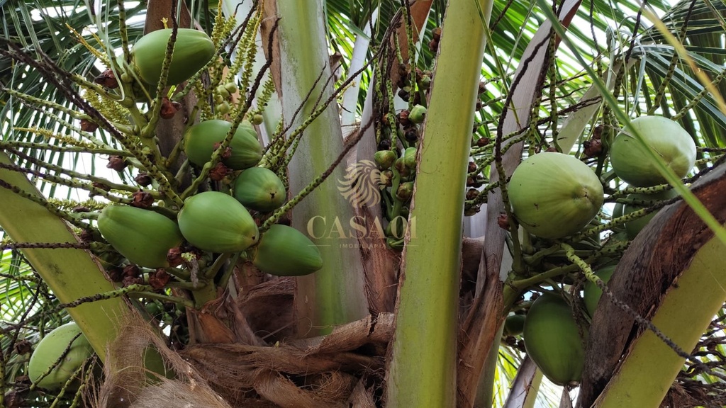 commercial-/-agricultural-area-rural-cacoal-ro