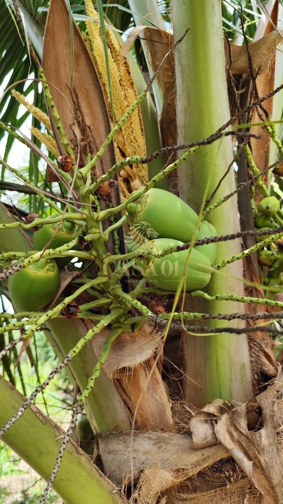 commercial-/-agricultural-area-rural-cacoal-ro