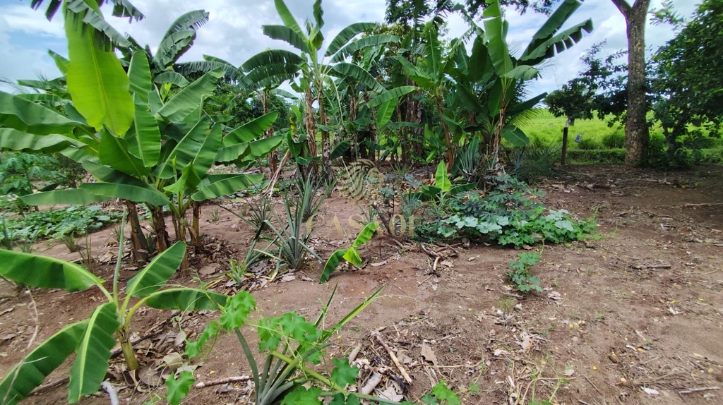 commercial-/-agricultural-area-rural-cacoal-ro