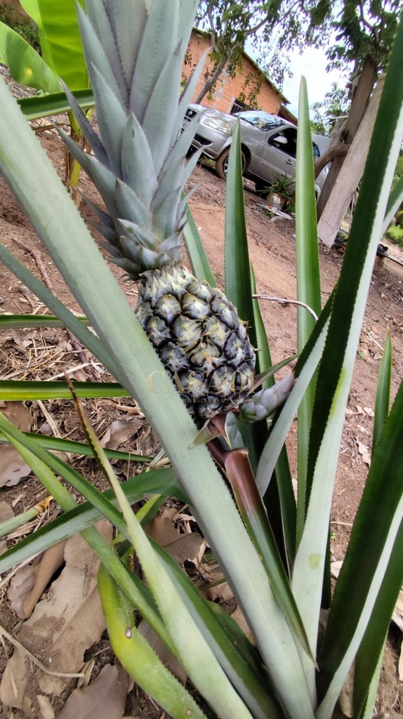 commercial-/-agricultural-area-rural-cacoal-ro