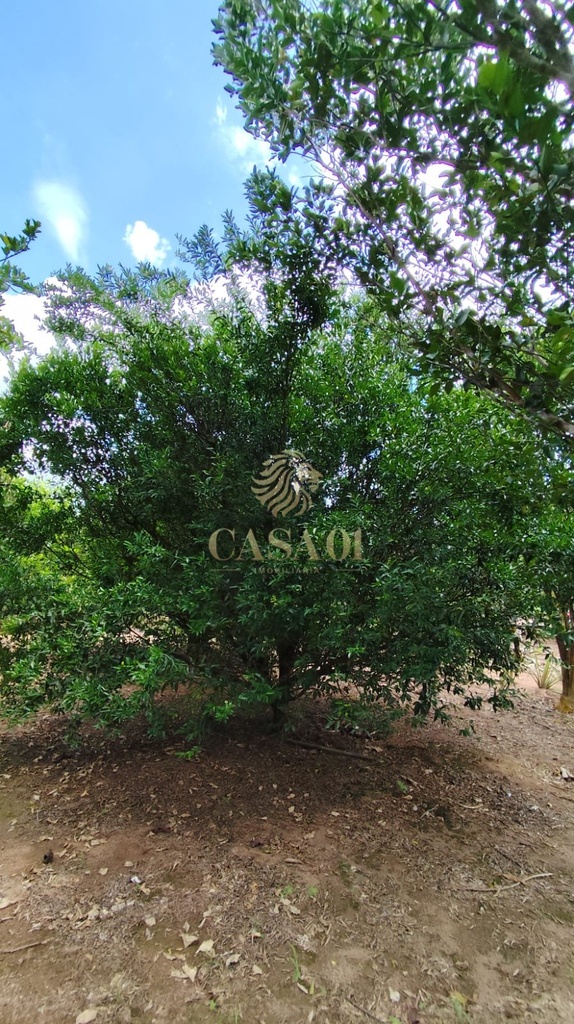 commercial-/-agricultural-area-rural-cacoal-ro