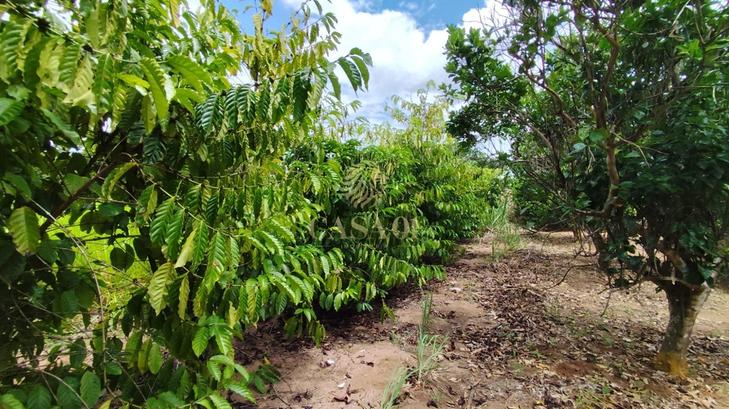 commercial-/-agricultural-area-rural-cacoal-ro