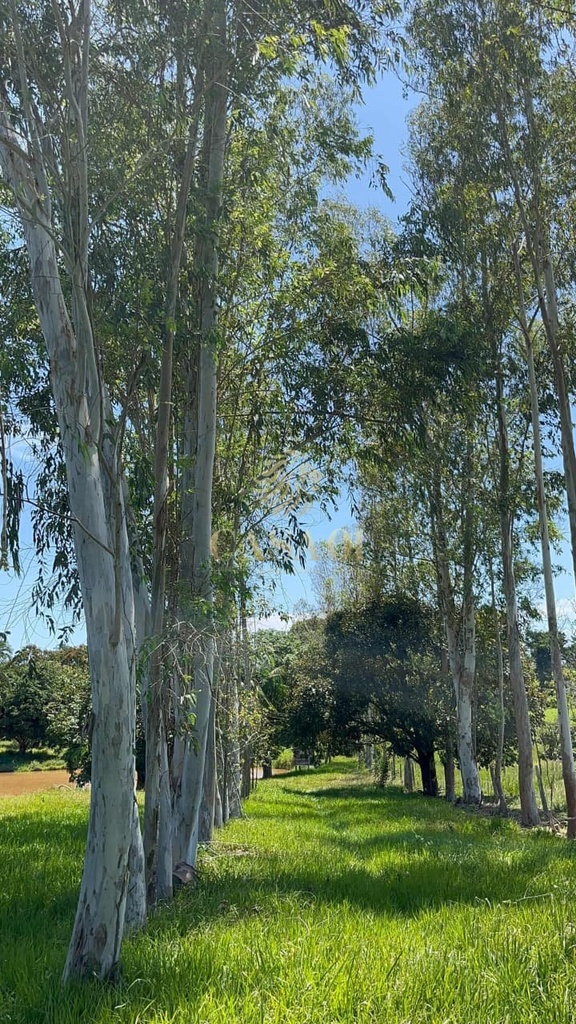 commercial-/-agricultural-area-rural-cacoal-ro