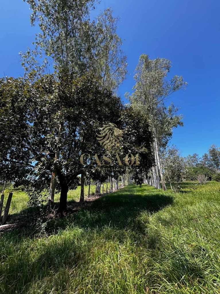 commercial-/-agricultural-area-rural-cacoal-ro