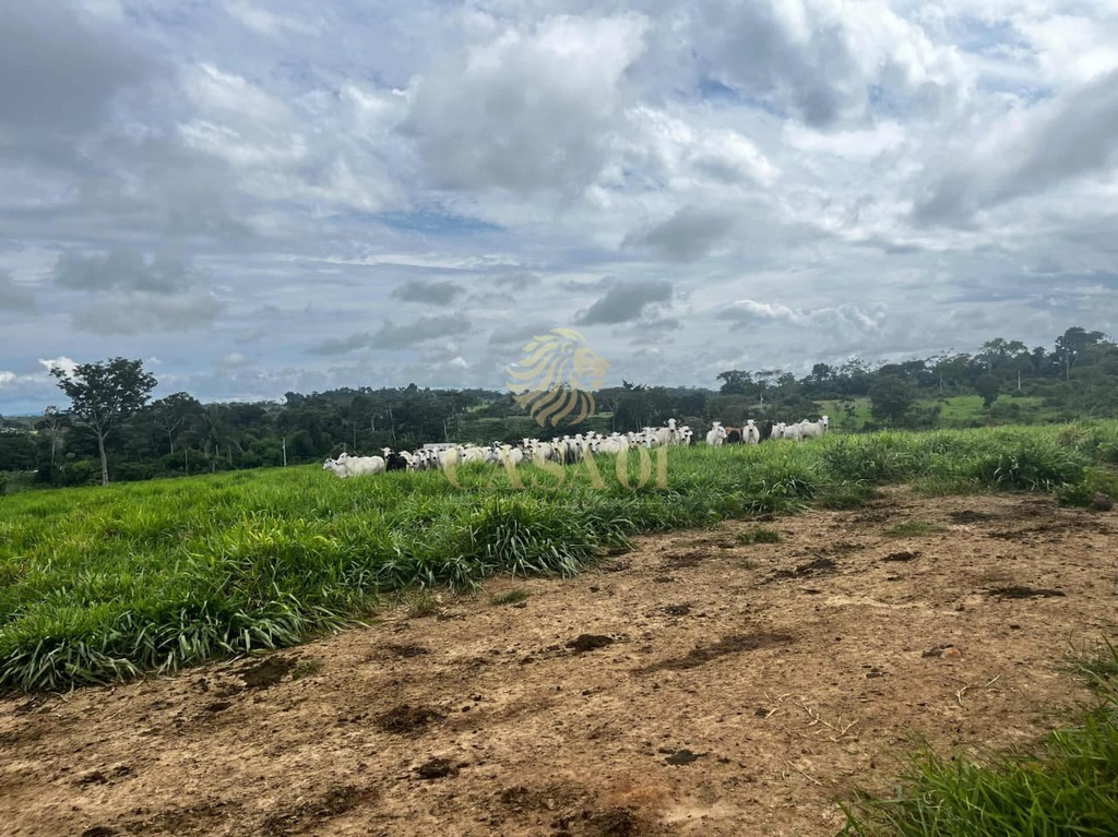 commercial-/-agricultural-area-rural-cacoal-ro