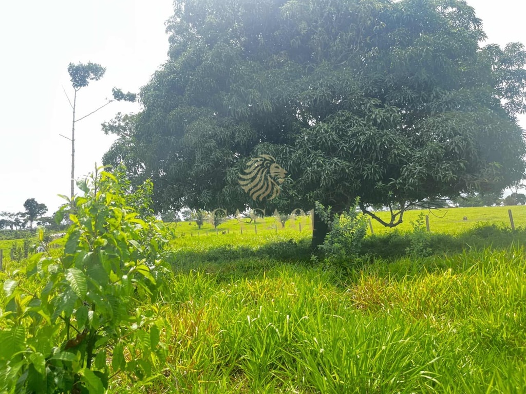 commercial-/-agricultural-area-rural-cacoal-ro