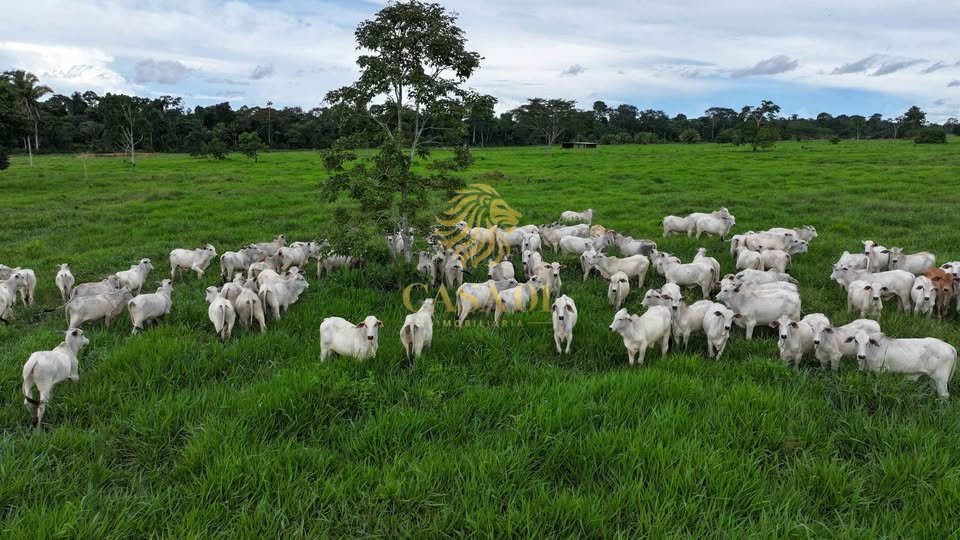 commercial-/-agricultural-area-rural-itapua-do-oeste-ro