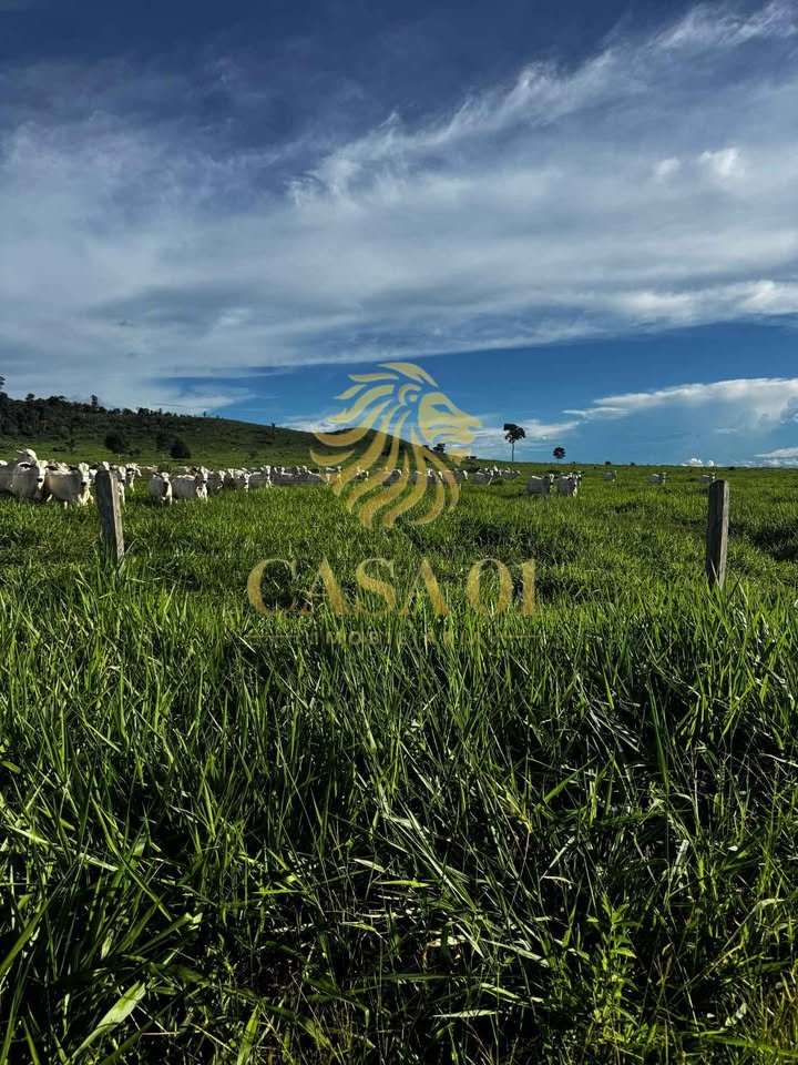 commercial-/-agricultural-area-rural-itapua-do-oeste-ro
