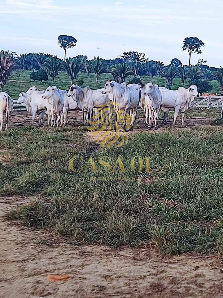commercial-/-agricultural-area-rural-vale-do-anari-ro