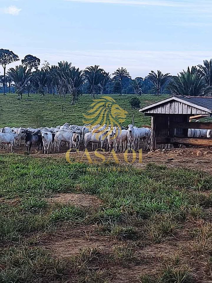 commercial-/-agricultural-area-rural-vale-do-anari-ro