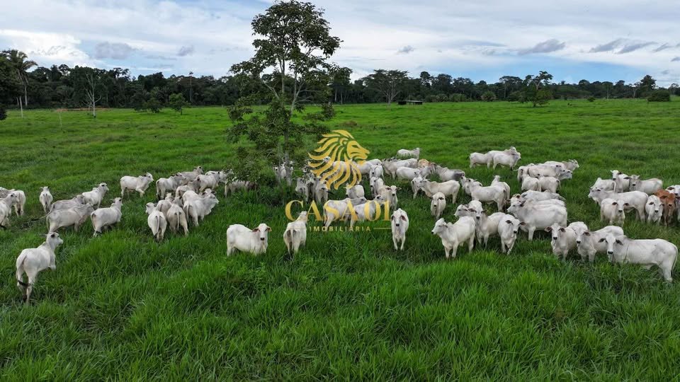 commercial-/-agricultural-area-rural-vale-do-anari-ro