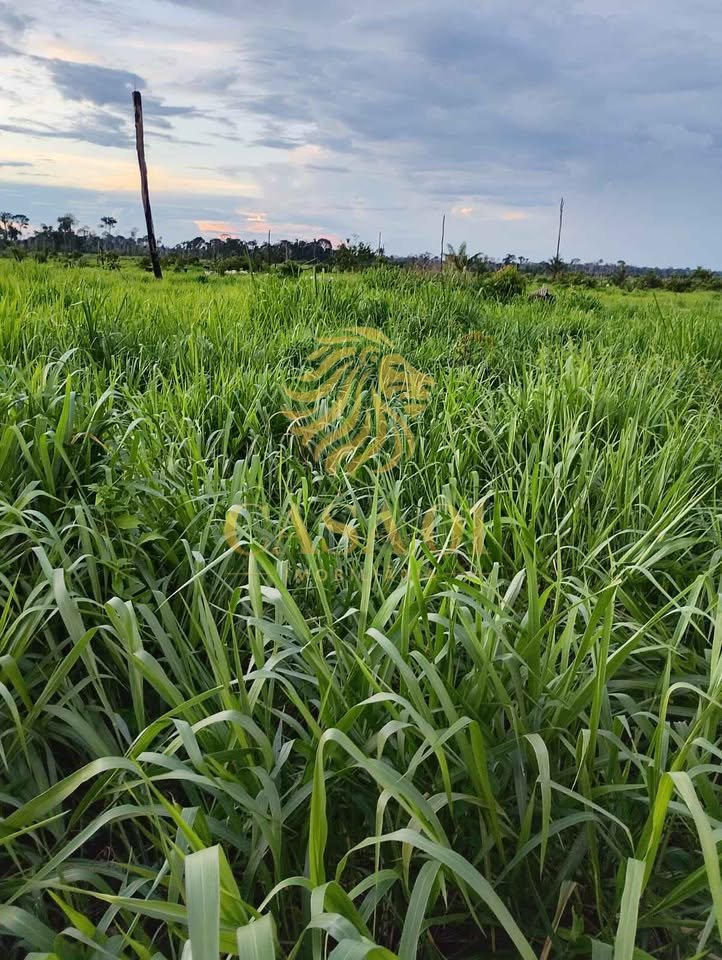 commercial-/-agricultural-area-rural-candeias-do-jamari-ro