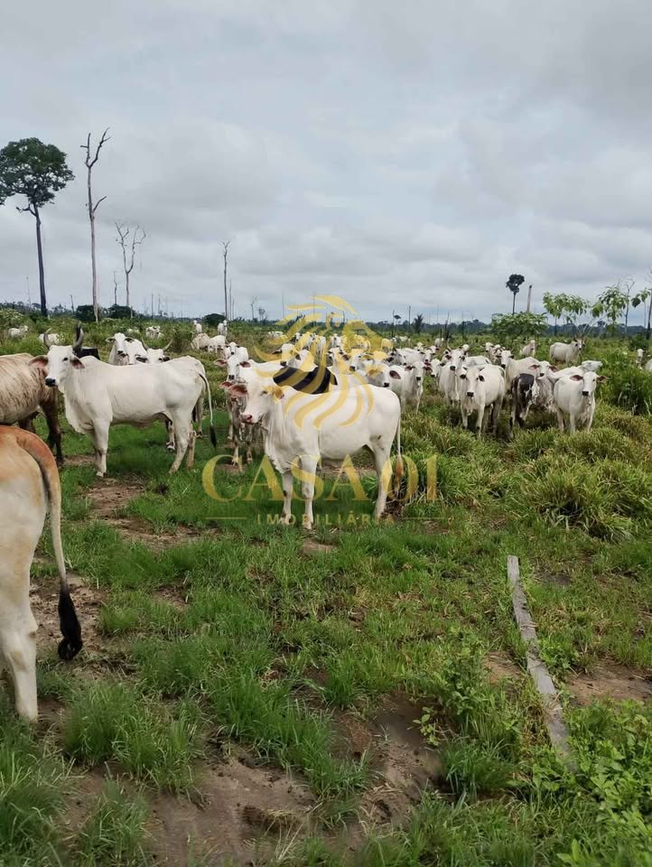 commercial-/-agricultural-area-rural-candeias-do-jamari-ro