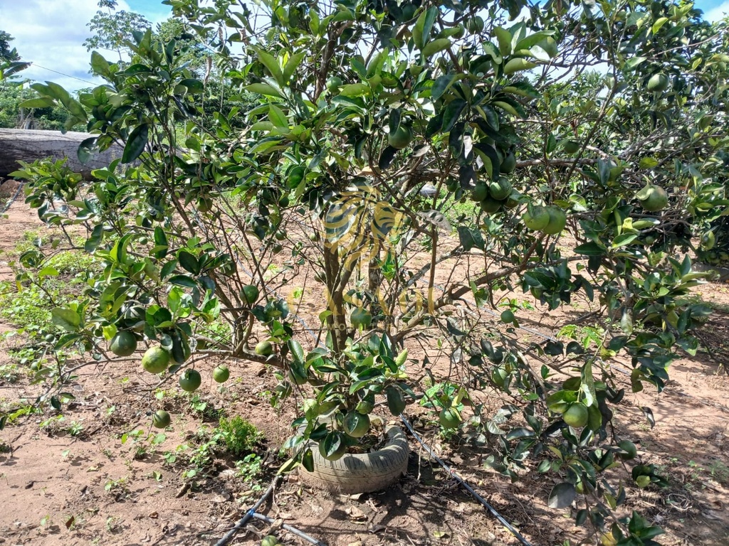 commercial-/-agricultural-area-rural-de-cacoal-cacoal-ro
