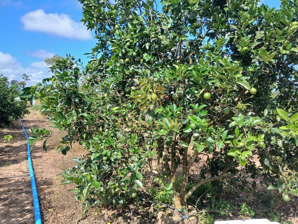 commercial-/-agricultural-area-rural-de-cacoal-cacoal-ro