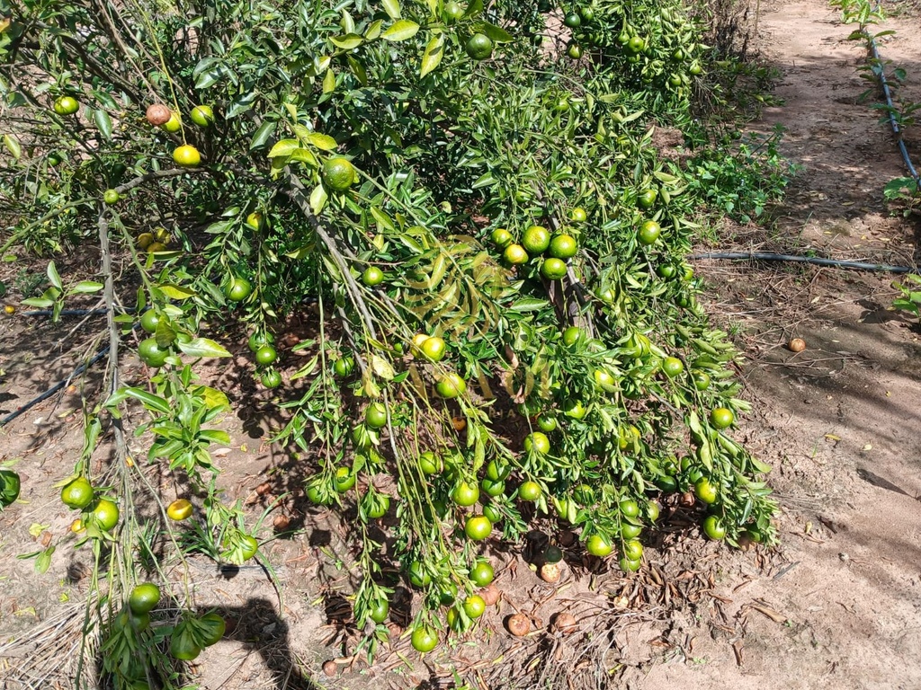 commercial-/-agricultural-area-rural-de-cacoal-cacoal-ro