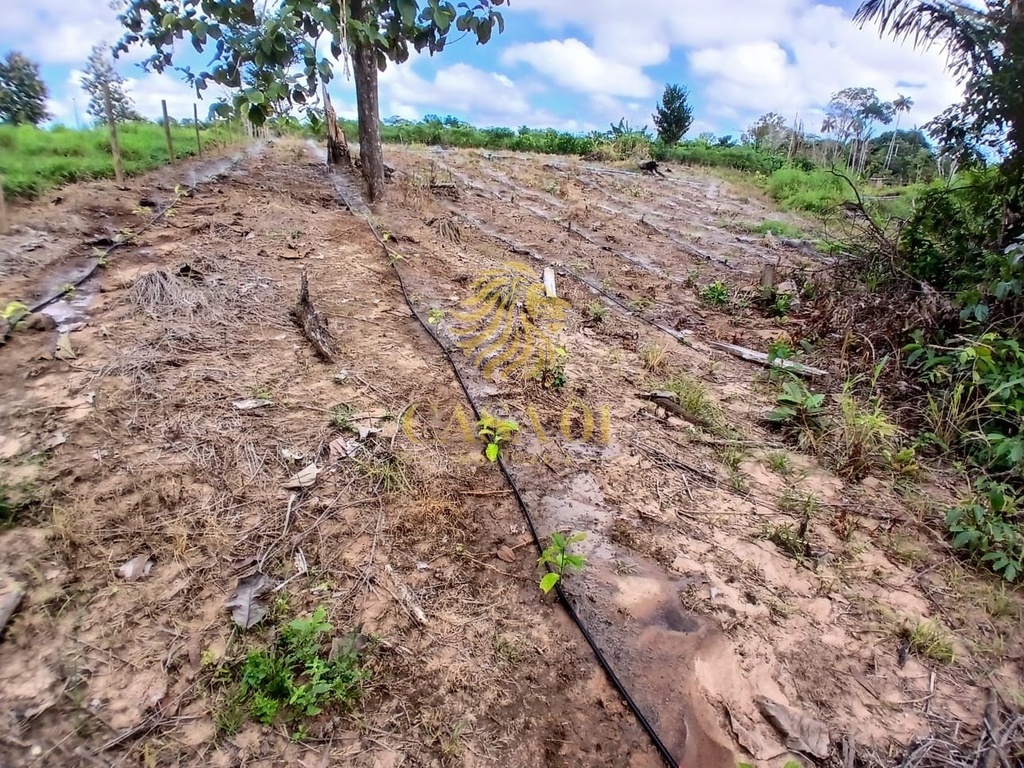 commercial-/-agricultural-area-rural-de-cacoal-cacoal-ro
