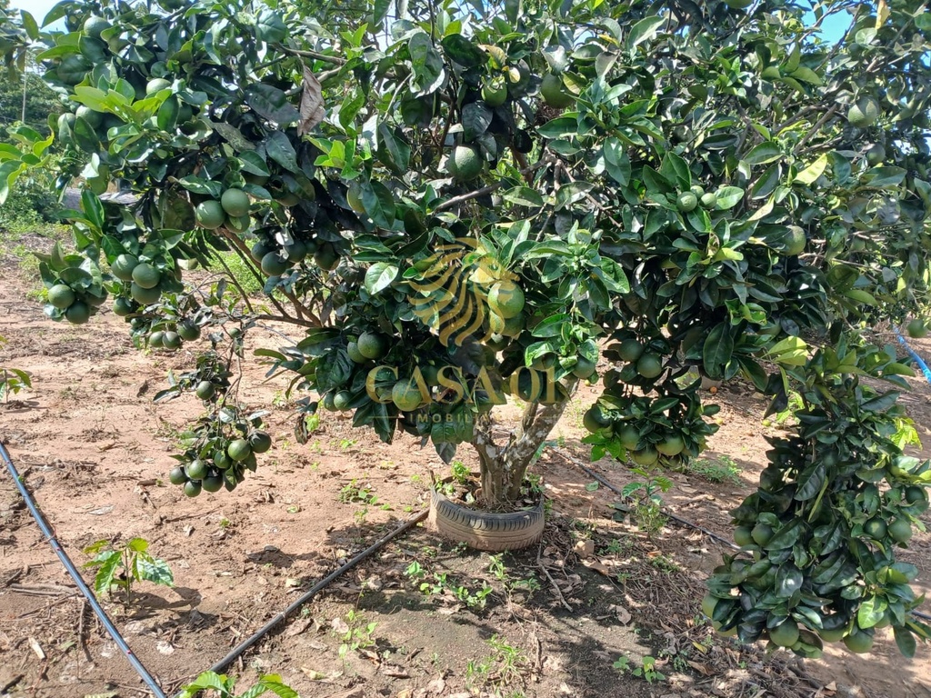 commercial-/-agricultural-area-rural-de-cacoal-cacoal-ro